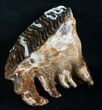 Juvenile Woolly Mammoth Molar With Roots #8483-1